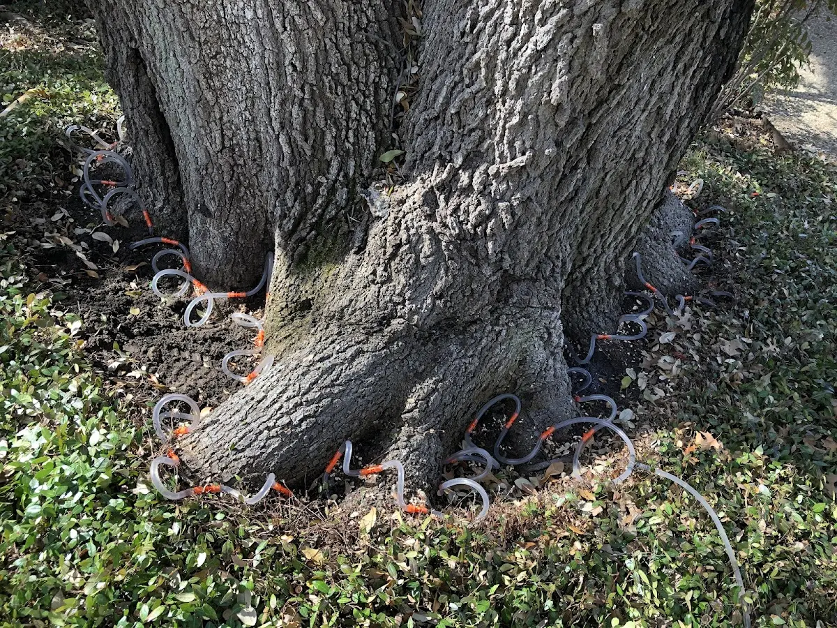 Detailed Tree Cabling and Bracing job site in Kingston Springs