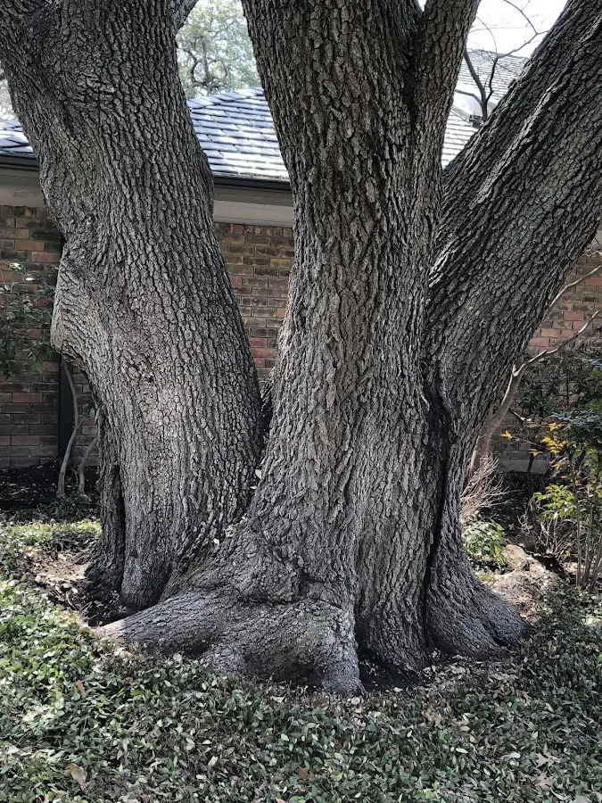 Mature heritage tree close to a Kingston Springs property cared for by certified arborists